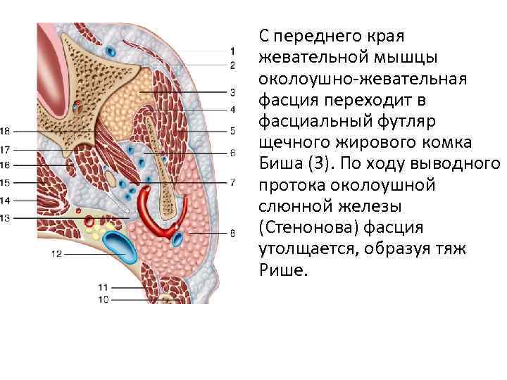 Ири передний край. Строение околоушной слюнной железы. Передний край жевательной мышцы. Мышцы околоушной жевательной области.