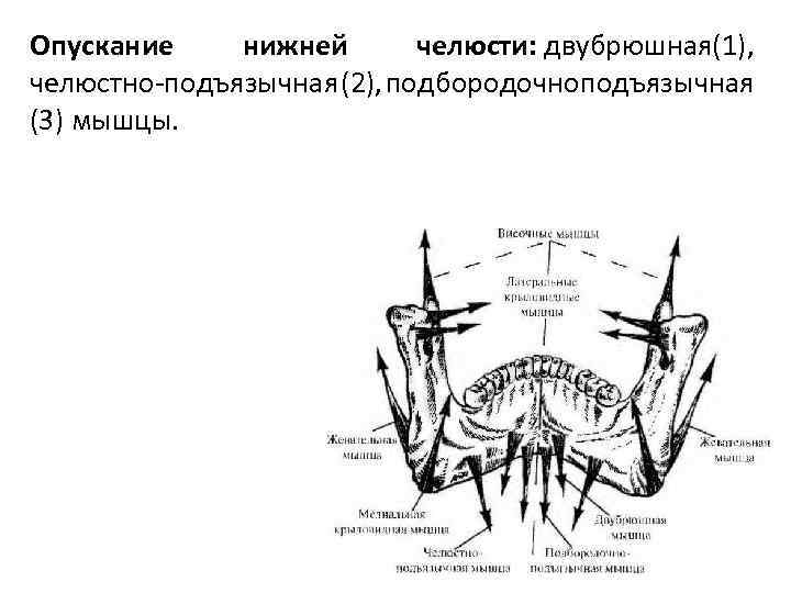 Опускание нижней челюсти: двубрюшная(1), челюстно подъязычная (2), подбородочноподъязычная (3) мышцы. 