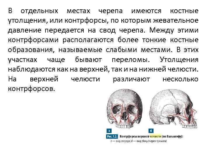 В отдельных местах черепа имеются костные утолщения, или контрфорсы, по которым жевательное давление передается