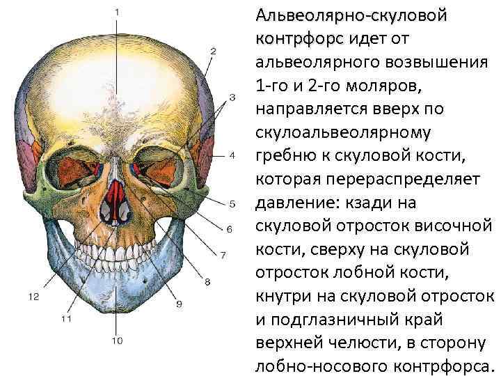 К какому отделу черепа относится скуловая кость. Скуловая кость черепа анатомия. Строение скуловой кости черепа. Анатомия скуловой кости и дуги. Контрфорсы в анатомии лобно носовой.