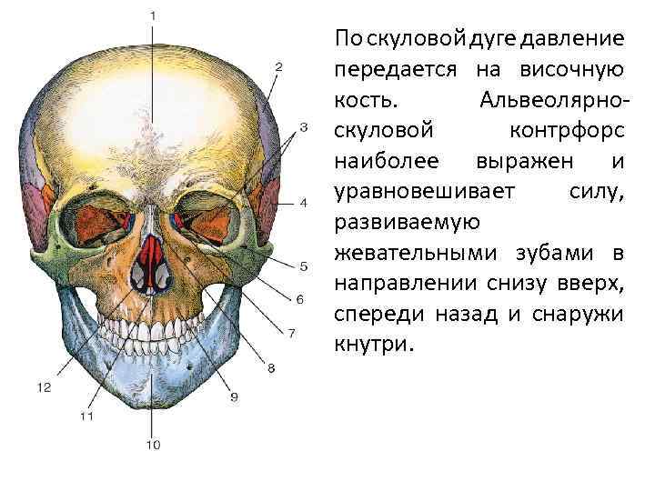Анатомия скуловой кости. Скуловая кость черепа анатомия. Кости черепа скуловая дуга. Скуловой отросток височной кости на черепе.