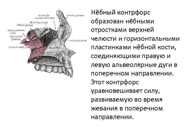 Схема контрфорсов анатомия