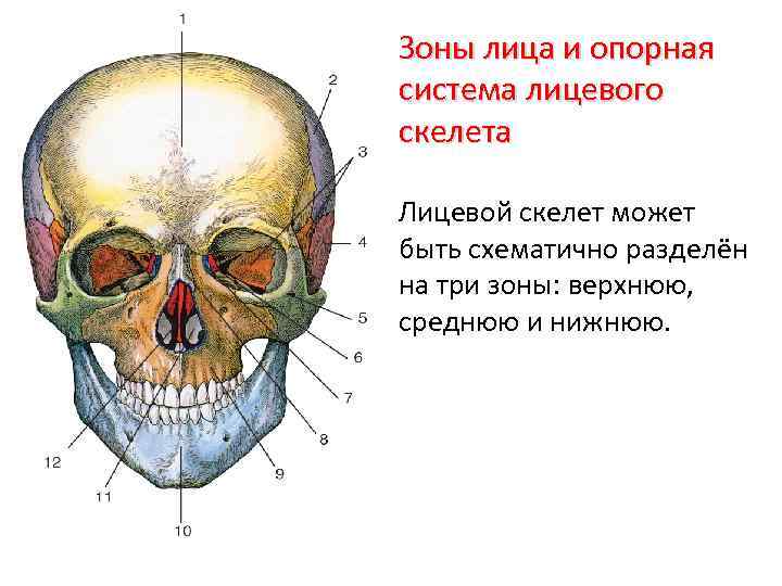 Лучевое исследование челюстно лицевой зоны презентация