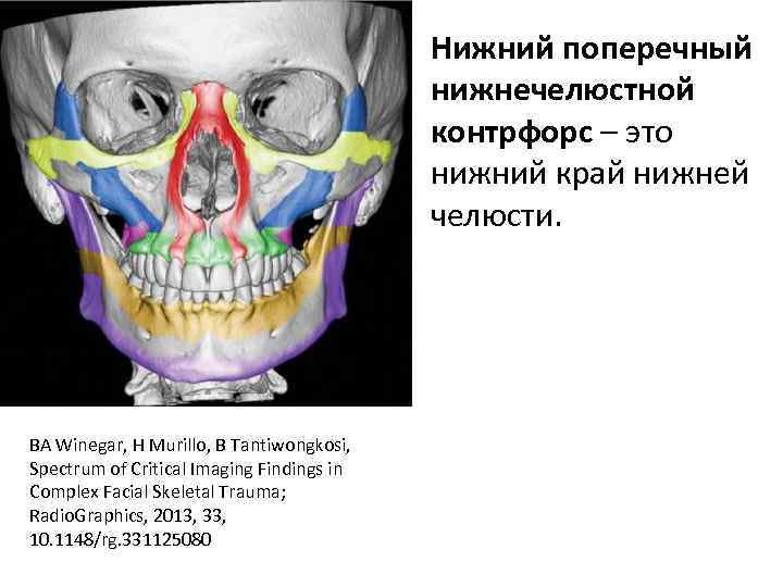 Схема контрфорсов анатомия