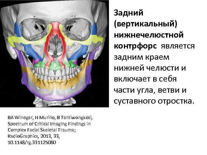 Задний (вертикальный) нижнечелюстной контрфорс является задним краем нижней челюсти и включает в себя части