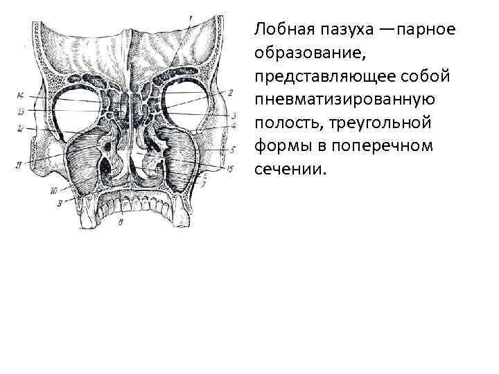 Лобная пазуха —парное образование, представляющее собой пневматизированную полость, треугольной формы в поперечном сечении. 