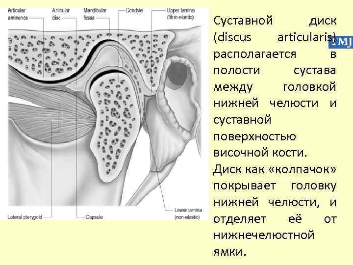 Суставной диск (discus articularis) располагается в полости сустава между головкой нижней челюсти и суставной