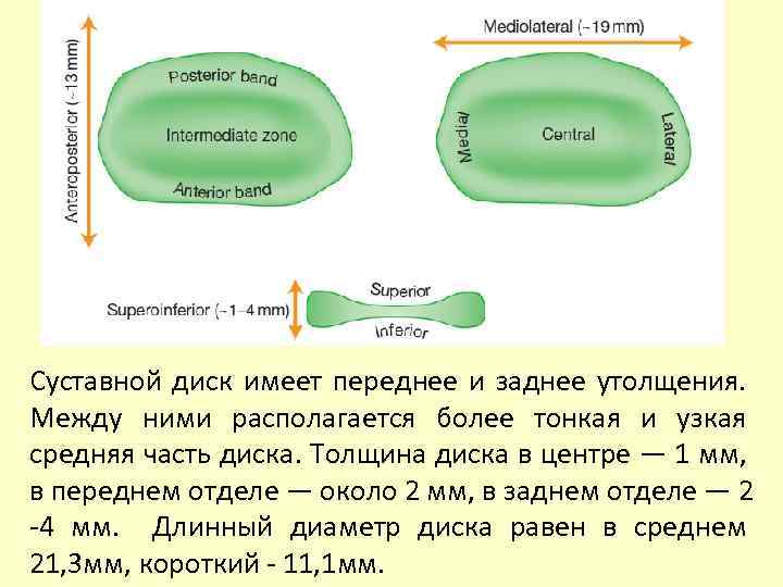 Суставной диск имеет переднее и заднее утолщения. Между ними располагается более тонкая и узкая