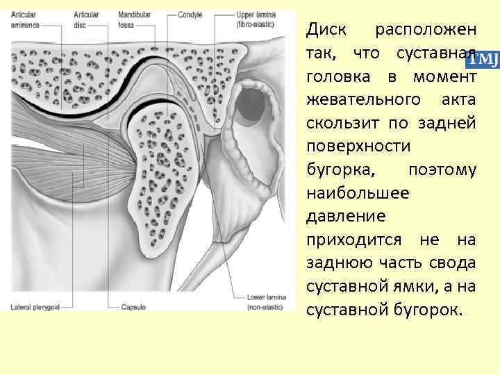 Диск расположен так, что суставная головка в момент жевательного акта скользит по задней поверхности