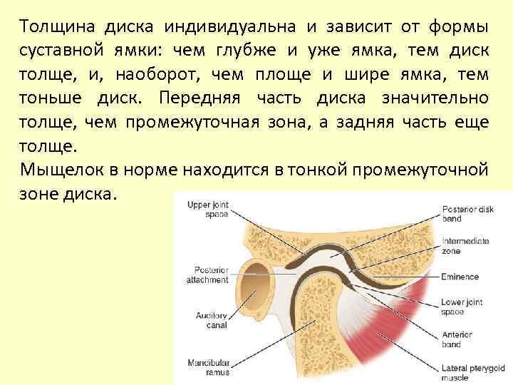 Толщина диска индивидуальна и зависит от формы суставной ямки: чем глубже и уже ямка,