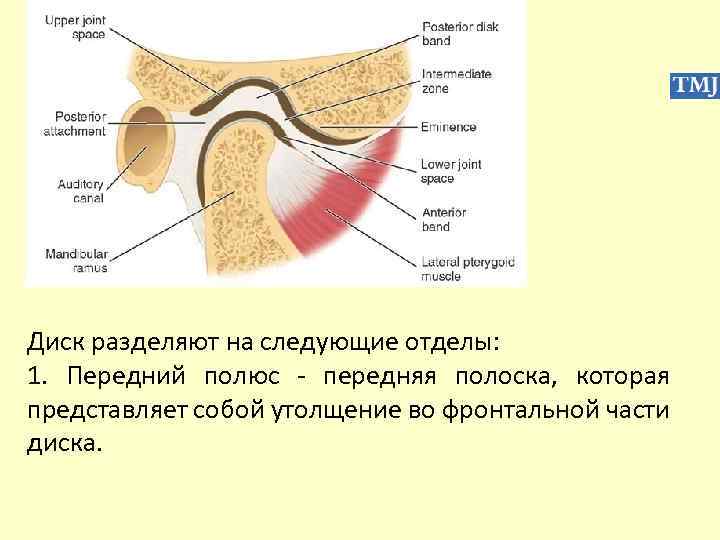 Диск разделяют на следующие отделы: 1. Передний полюс - передняя полоска, которая представляет собой