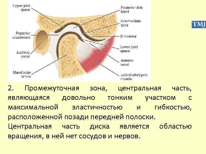 2. Промежуточная зона, центральная часть, являющаяся довольно тонким участком с максимальной эластичностью и гибкостью,