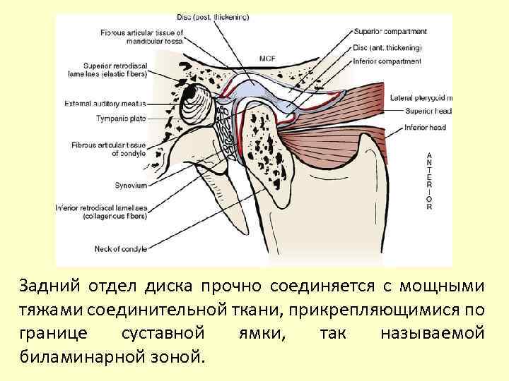 Задний отдел диска прочно соединяется с мощными тяжами соединительной ткани, прикрепляющимися по границе суставной