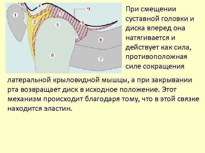 Вентральная дислокация