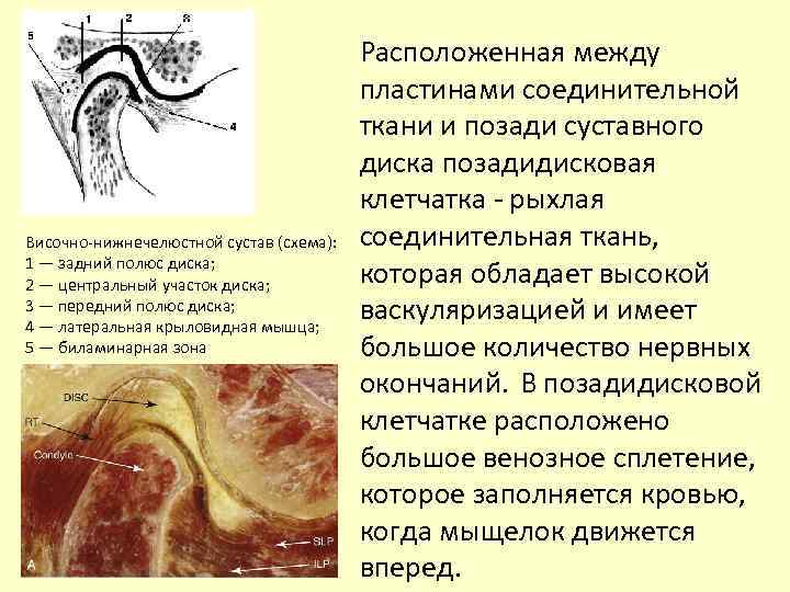 Височно-нижнечелюстной сустав (схема): 1 — задний полюс диска; 2 — центральный участок диска; 3