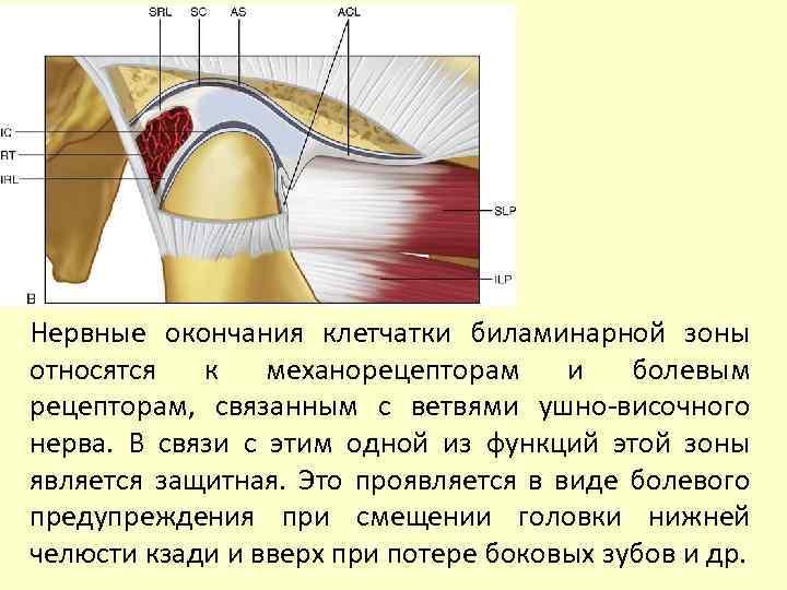 Нервные окончания клетчатки биламинарной зоны относятся к механорецепторам и болевым рецепторам, связанным с ветвями