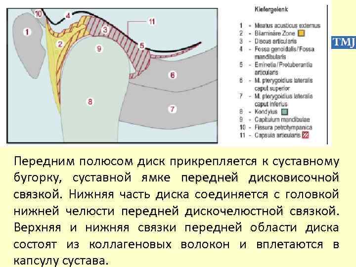 Передним полюсом диск прикрепляется к суставному бугорку, суставной ямке передней дисковисочной связкой. Нижняя часть