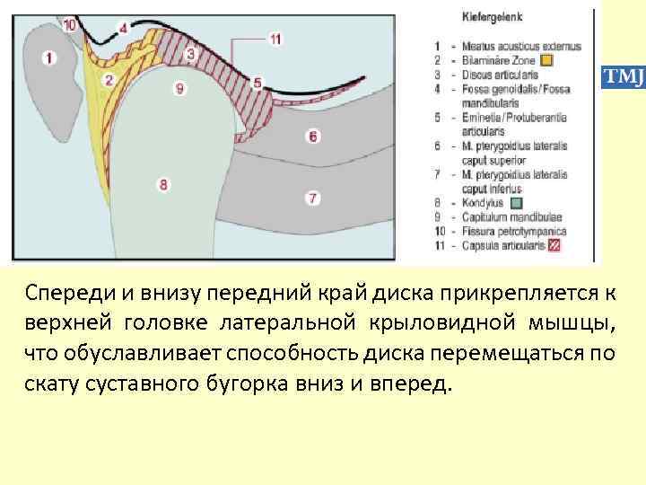 Спереди и внизу передний край диска прикрепляется к верхней головке латеральной крыловидной мышцы, что