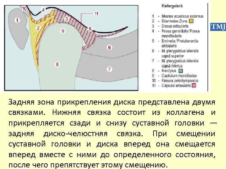Задняя зона прикрепления диска представлена двумя связками. Нижняя связка состоит из коллагена и прикрепляется