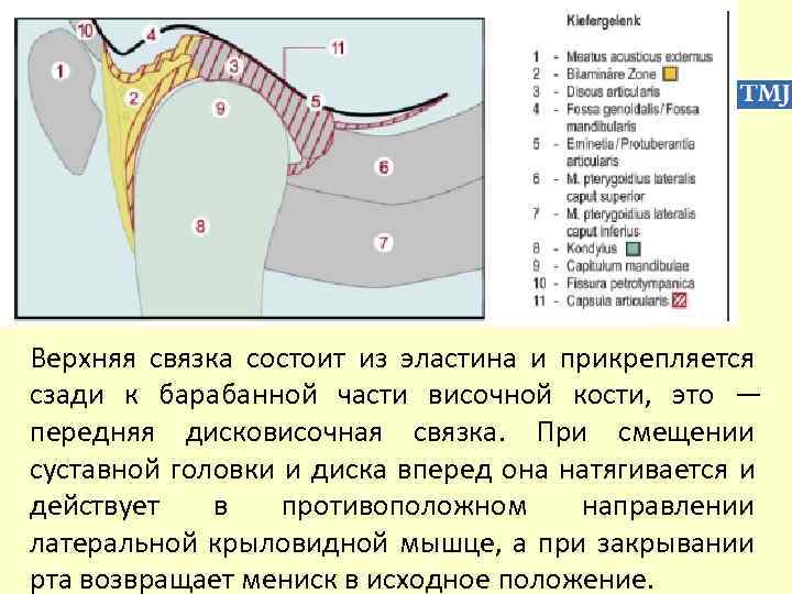 Верхняя связка состоит из эластина и прикрепляется сзади к барабанной части височной кости, это