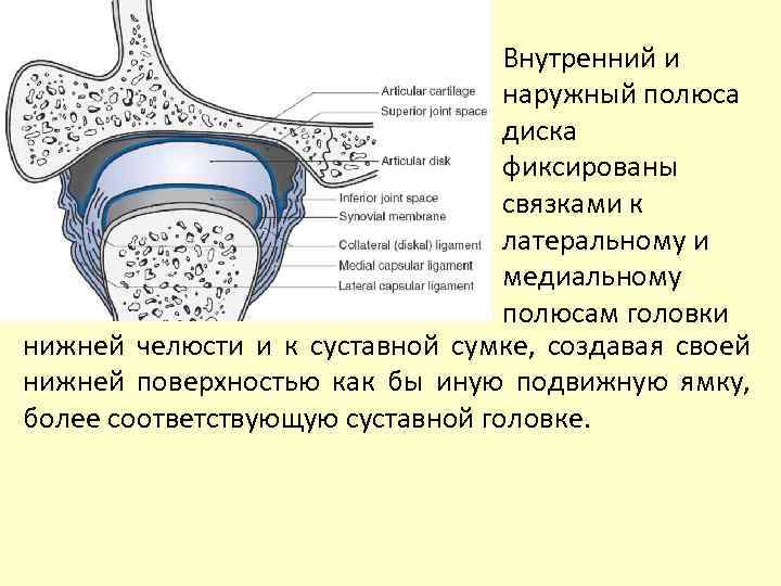 Внутренний и наружный полюса диска фиксированы связками к латеральному и медиальному полюсам головки нижней