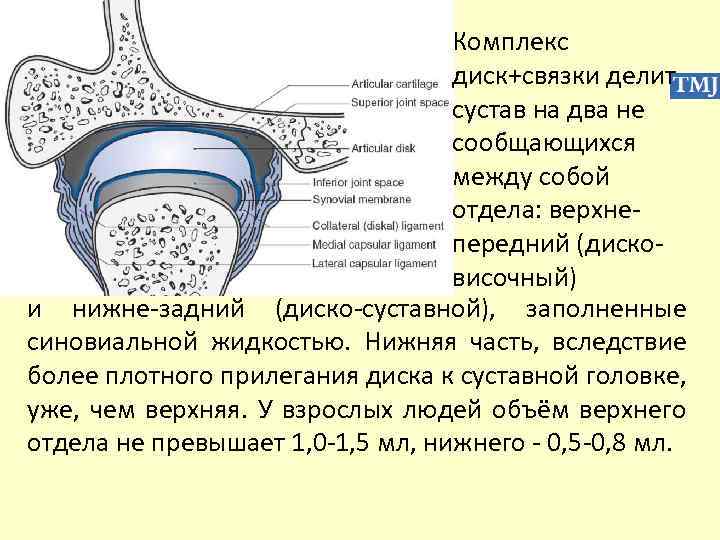 Комплекс диск+связки делит сустав на два не сообщающихся между собой отдела: верхнепередний (дисковисочный) и