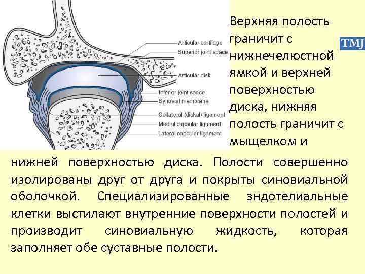 Верхняя полость граничит с нижнечелюстной ямкой и верхней поверхностью диска, нижняя полость граничит с
