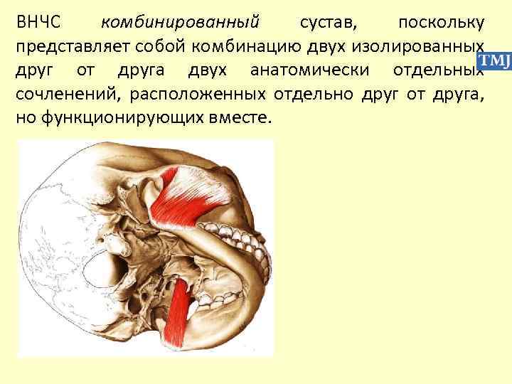 ВНЧС комбинированный сустав, поскольку представляет собой комбинацию двух изолированных друг от друга двух анатомически