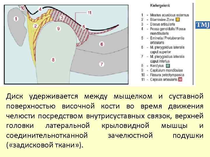 Диск удерживается между мыщелком и суставной поверхностью височной кости во время движения челюсти посредством
