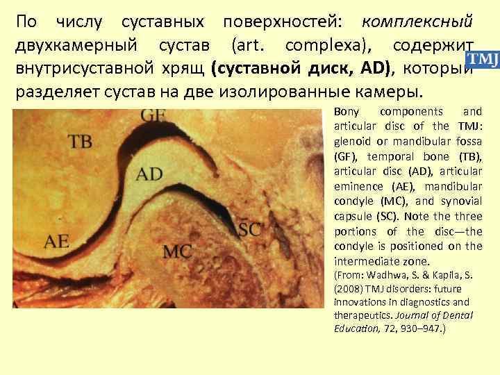 По числу суставных поверхностей: комплексный двухкамерный сустав (art. complexa), содержит внутрисуставной хрящ (суставной диск,