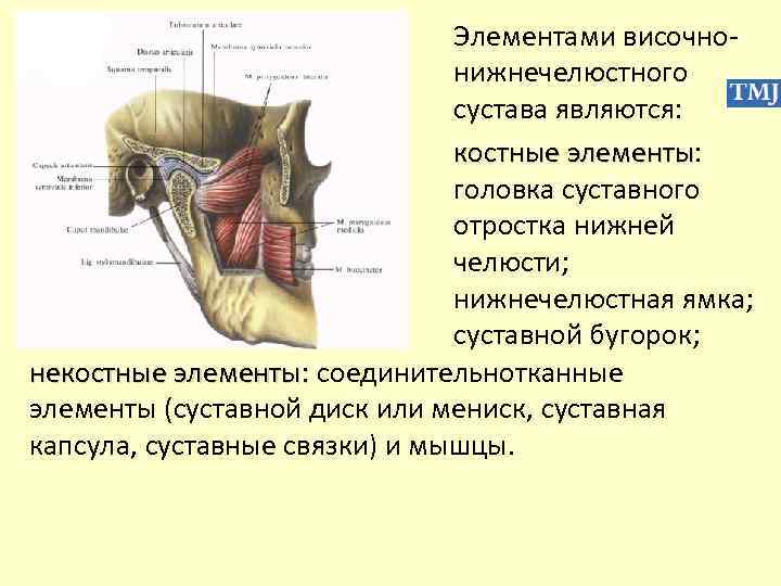 Нижняя челюсть и височно нижнечелюстной сустав