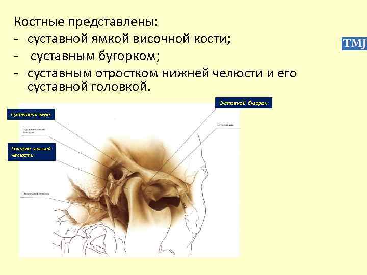 Костные представлены: - суставной ямкой височной кости; - суставным бугорком; - суставным отростком нижней