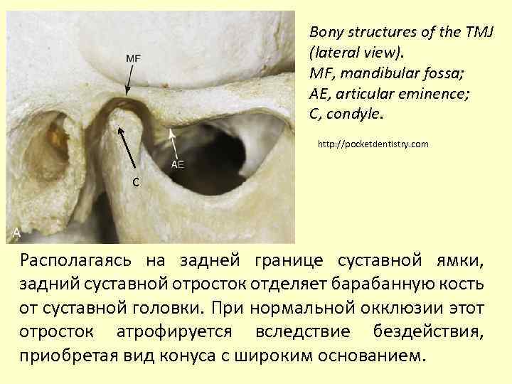 Bony structures of the TMJ (lateral view). MF, mandibular fossa; AE, articular eminence; С,