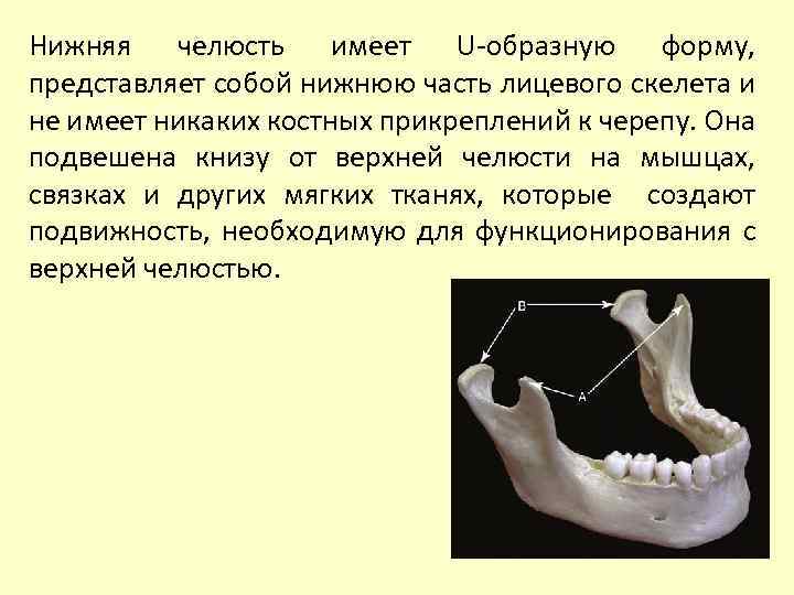 Альвеолярный отросток верхней челюсти фото Каждая челюсть имеет: найдено 89 изображений