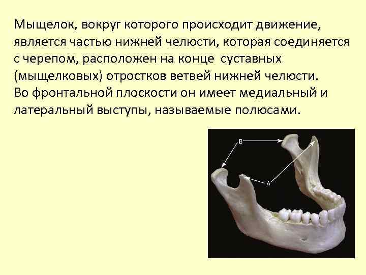 Мыщелок, вокруг которого происходит движение, является частью нижней челюсти, которая соединяется с черепом, расположен
