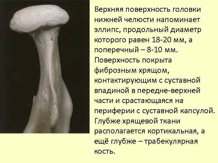 Верхняя поверхность головки нижней челюсти напоминает эллипс, продольный диаметр которого равен 18 -20 мм,