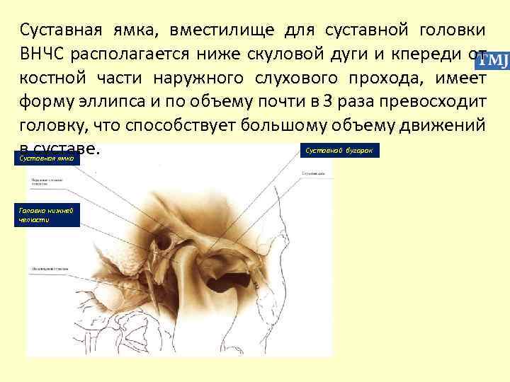 Суставная ямка, вместилище для суставной головки ВНЧС располагается ниже скуловой дуги и кпереди от