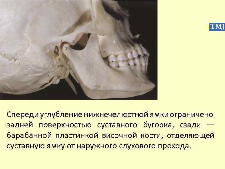 Спереди углубление нижнечелюстной ямки ограничено задней поверхностью суставного бугорка, сзади — барабанной пластинкой височной
