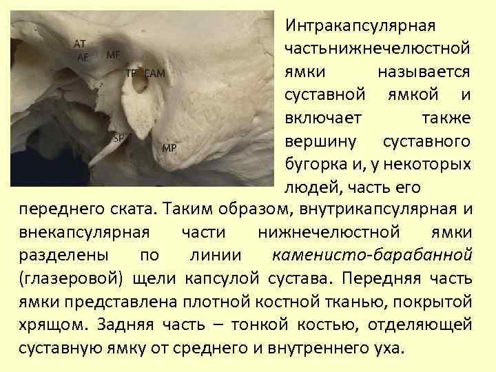 Интракапсулярная часть нижнечелюстной ямки называется суставной ямкой и включает также вершину суставного бугорка и,