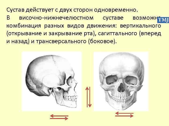 Сустав действует с двух сторон одновременно. В височно-нижнечелюстном суставе возможна комбинация разных видов движения: