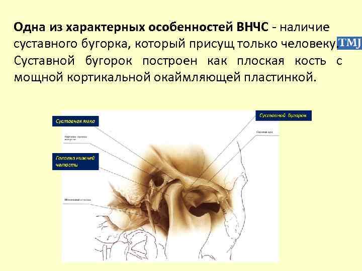 Одна из характерных особенностей ВНЧС - наличие суставного бугорка, который присущ только человеку. Суставной