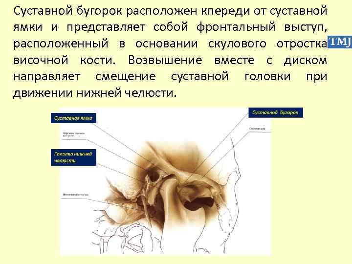 Суставной бугорок расположен кпереди от суставной ямки и представляет собой фронтальный выступ, расположенный в
