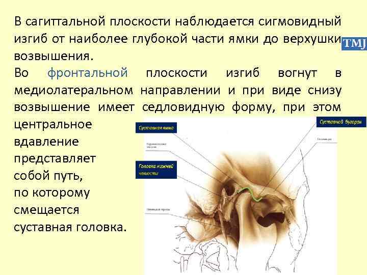 В сагиттальной плоскости наблюдается сигмовидный изгиб от наиболее глубокой части ямки до верхушки возвышения.