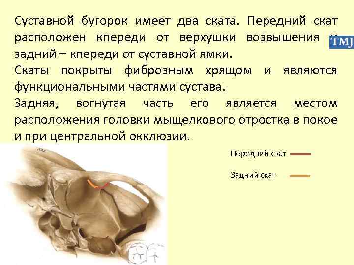 Суставной бугорок имеет два ската. Передний скат расположен кпереди от верхушки возвышения и задний