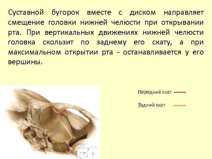 Суставной бугорок вместе с диском направляет смещение головки нижней челюсти при открывании рта. При