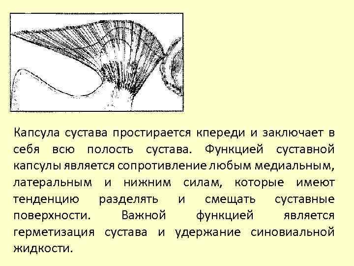 Капсула сустава простирается кпереди и заключает в себя всю полость сустава. Функцией суставной капсулы
