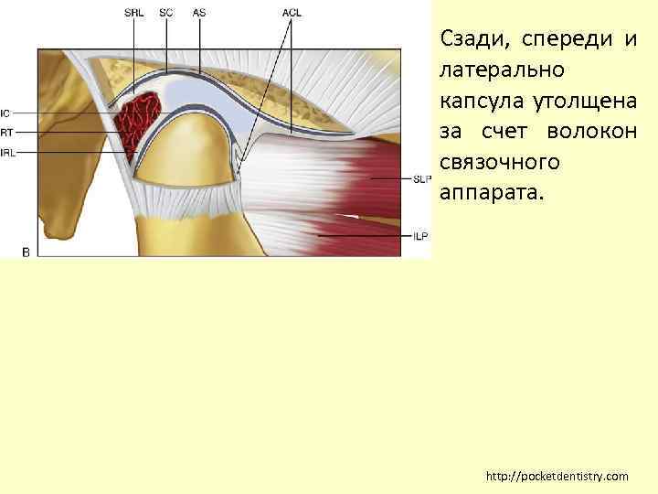 Сзади, спереди и латерально капсула утолщена за счет волокон связочного аппарата. http: //pocketdentistry. com