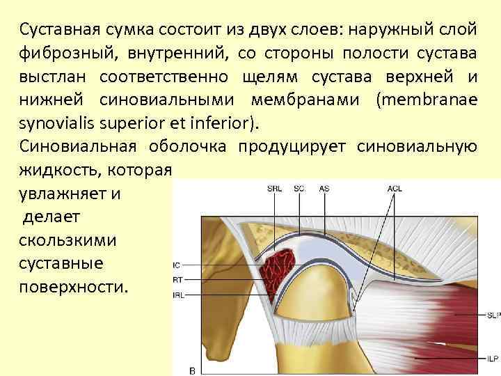 Суставная