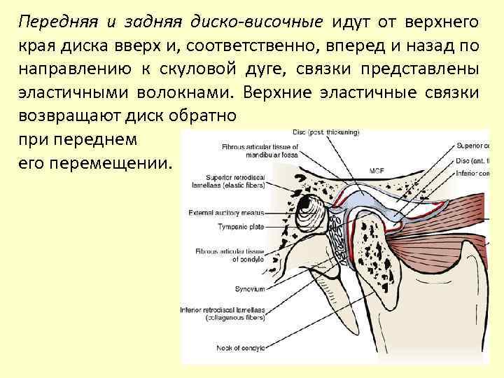 Передняя и задняя диско-височные идут от верхнего края диска вверх и, соответственно, вперед и