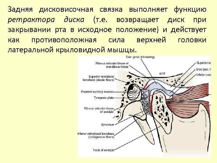 Задняя дисковисочная связка выполняет функцию ретрактора диска (т. е. возвращает диск при закрывании рта